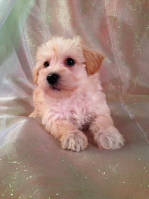 Great News!  Purebredpups ships to Schnoodle buyers and Schnoodle Breeders for only $150. From California to Florida, up to Pennsylvania, Massachusetts, and Maryland, Trust Purebredpups to deliver at some of the best prices the internet has to offer! 3